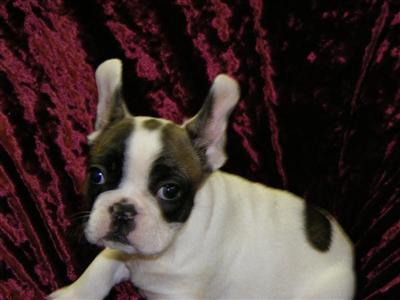 French Bulldog Puppies for Sale